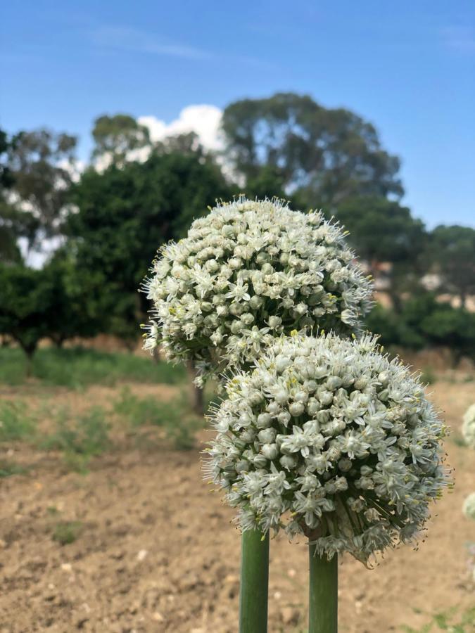 Agrialma Ξενοδοχείο Αγκριτζέντο Εξωτερικό φωτογραφία